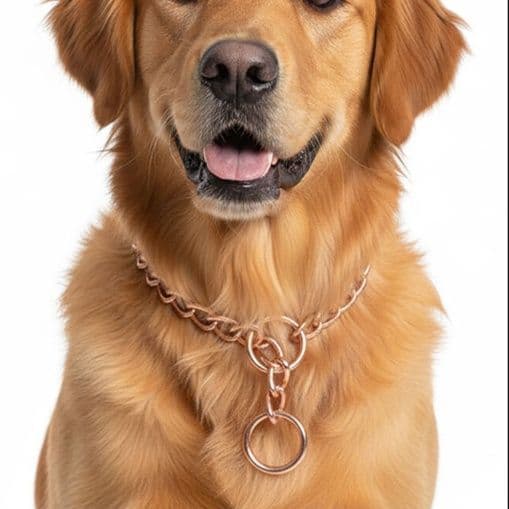 犬首輪 金属製二重環付きチェーンタイプ犬首輪
