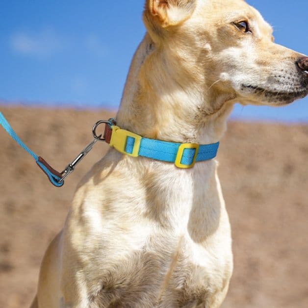 犬首輪 軽量防爆仕様の犬首輪とリードセット
