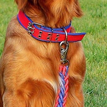 犬首輪 丈夫なナイロン編み込み太め首輪とリードセット