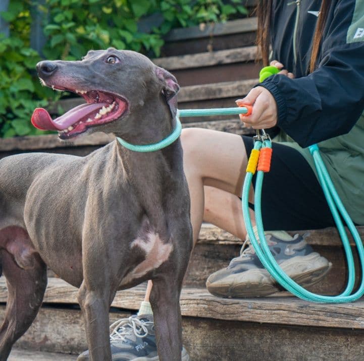 犬首輪 多頭引き対応編み込みロープ犬首輪とリードセット