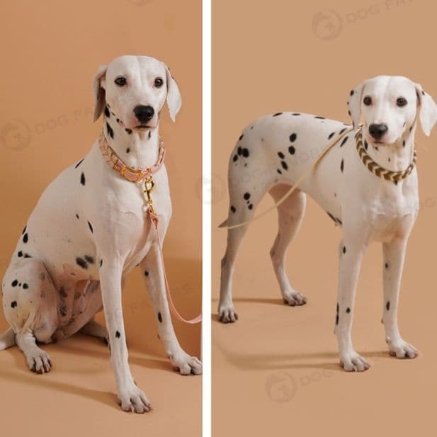 犬首輪 編み込みデザイン太めベルト犬首輪