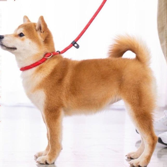 犬首輪 調節式ナイロンロープ犬首輪とリードセット