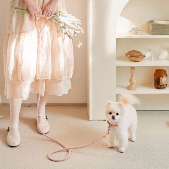 犬首輪 上品な編み込みデザイン犬首輪とリードセット