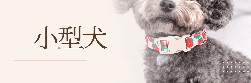 小型犬