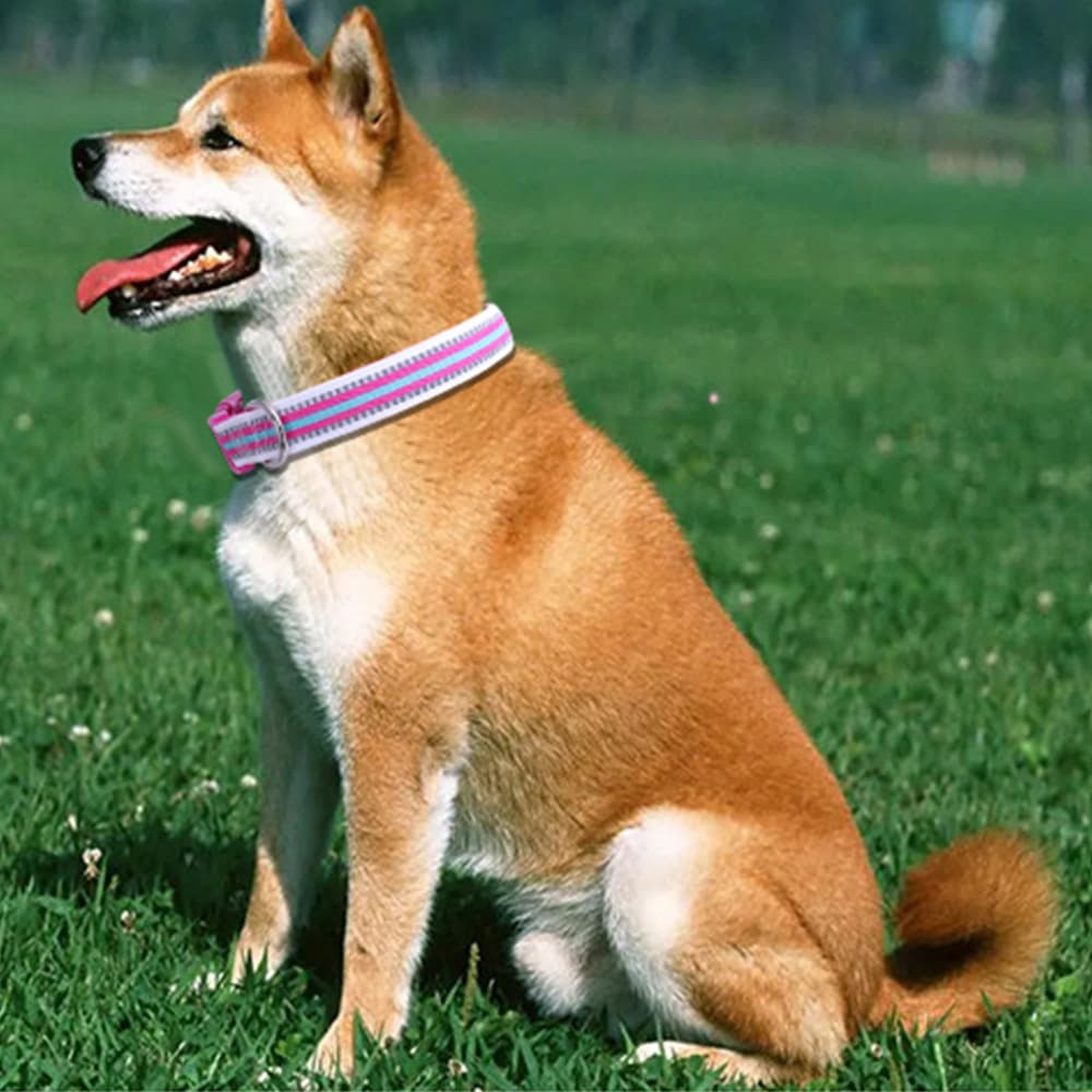 犬首輪 太めストライプ柄ワンタッチバックル犬首輪