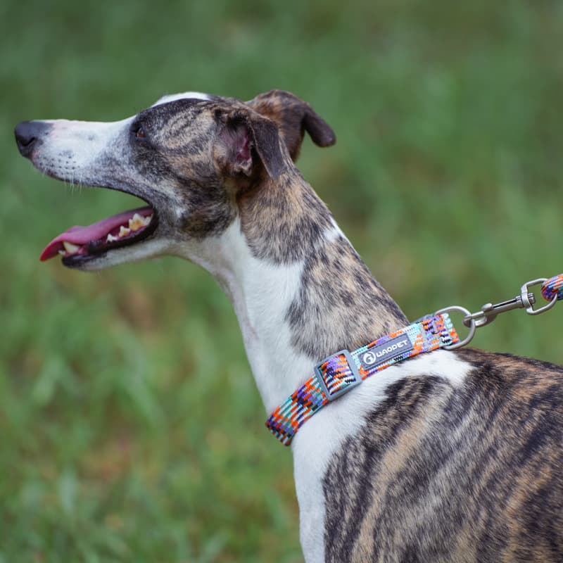 犬首輪 編み込みデザイン太め犬首輪