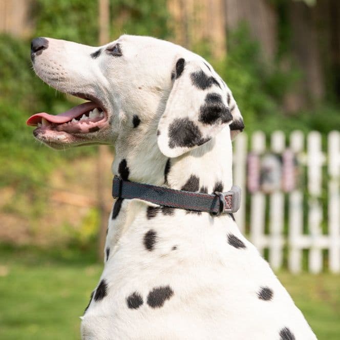 犬首輪 丈夫なナイロン製バックル式犬首輪とリードセット