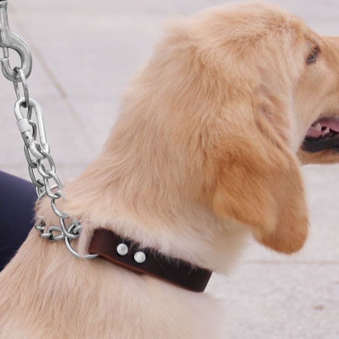 犬首輪 本革チェーン付きハーフチョーク犬首輪