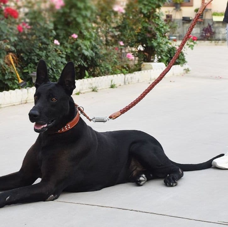 編み込み本革スタッズ付き犬首輪とリードセット