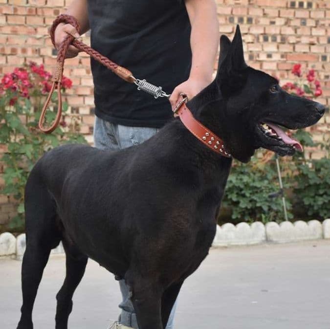 編み込み本革スタッズ付き犬首輪とリードセット