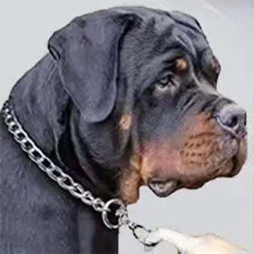 犬首輪 金属製中型犬用しつけ訓練チェーン首輪