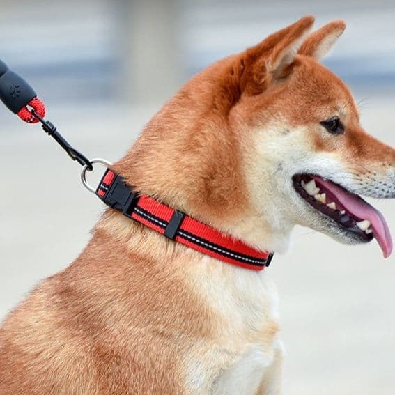 犬首輪 反射材付き編み込みロープ犬首輪とリードセット