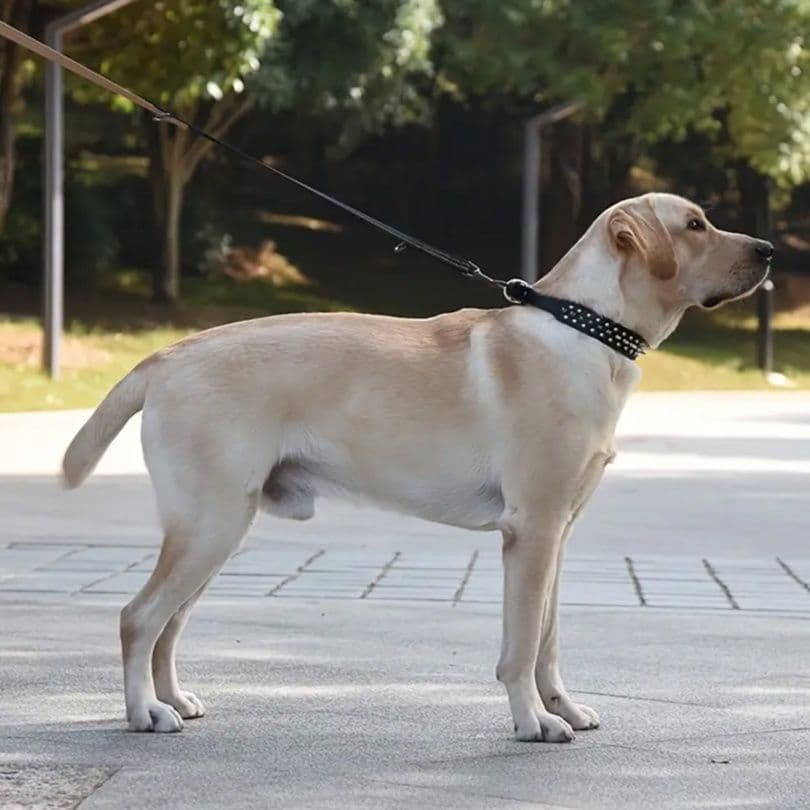 犬首輪 鋲飾り太幅スタッズ装飾犬首輪