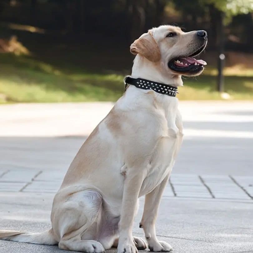犬首輪 鋲飾り太幅スタッズ装飾犬首輪