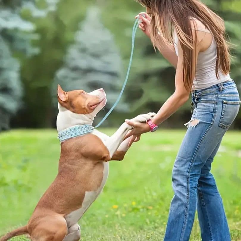 犬首輪 鋲飾り太幅スタッズ装飾犬首輪