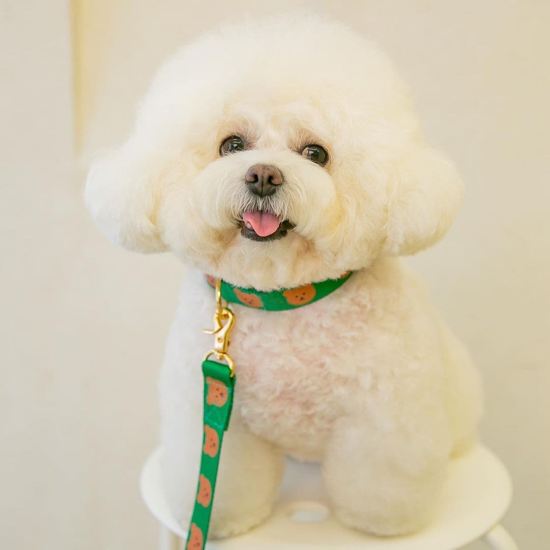 犬首輪 可愛いくま柄金具付き犬首輪とリードセット