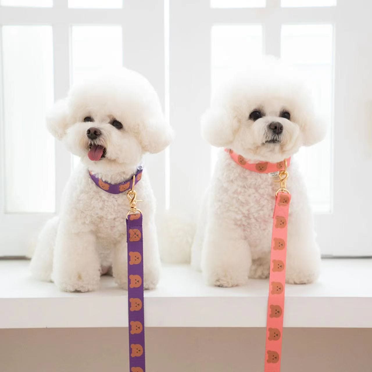 犬首輪 可愛いくま柄犬首輪とリードセット