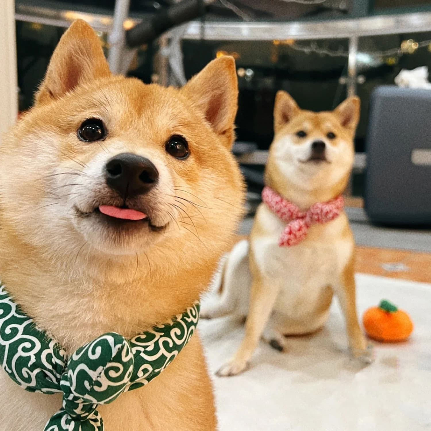 和風唐草模様のスカーフ風犬首輪バンダナ