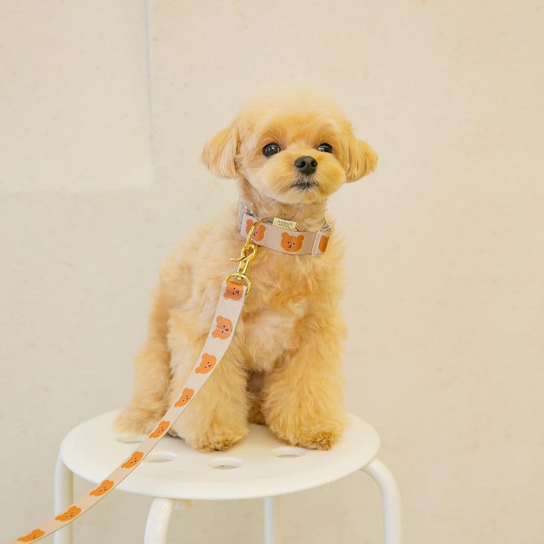 犬首輪 可愛いくま柄犬首輪とリードセット