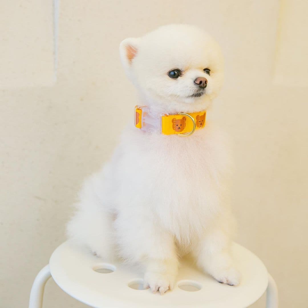 犬首輪 可愛いくま柄犬首輪とリードセット