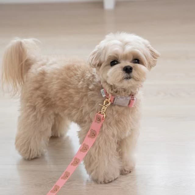 犬首輪 可愛いくま柄金具付き犬首輪とリードセット